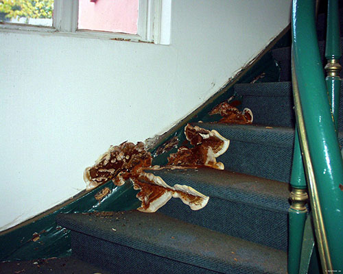 12 - Escaliers attaqués par la mérule